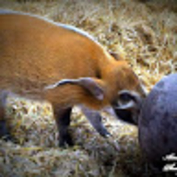 Meet your Posher, Cool - Picture 1 of 1